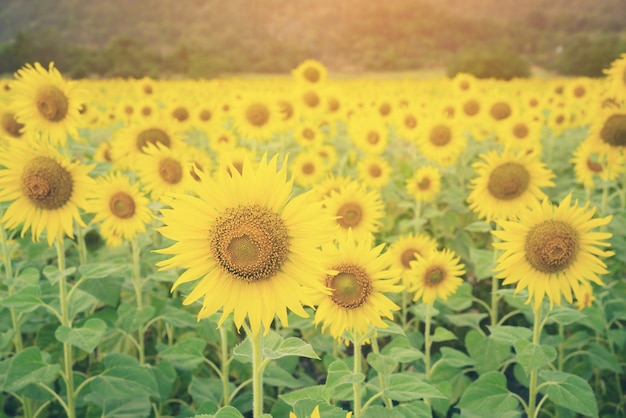 Campo de girasol Fondo de paisaje de granja y agricultura.