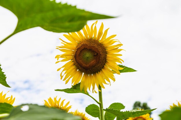 Campo de girasol y girasol