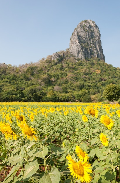 Campo de girasol joven.