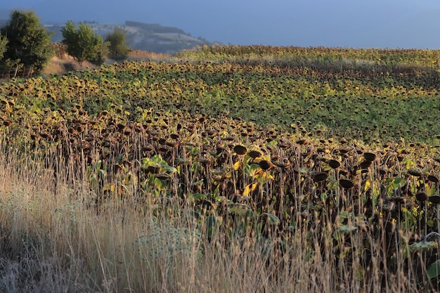 En el campo girasol maduro