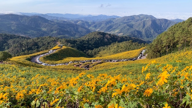 Campo de girasol mexicano en Tung Bua Tong Mae Hong Son Tailandia