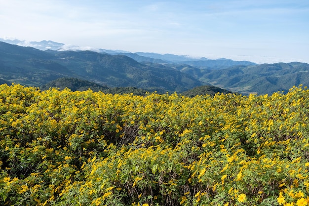 Campo de girasol mexicano en Tung Bua Tong Mae Hong Son Tailandia