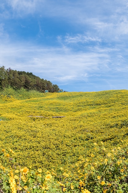 Campo de girasol mexicano