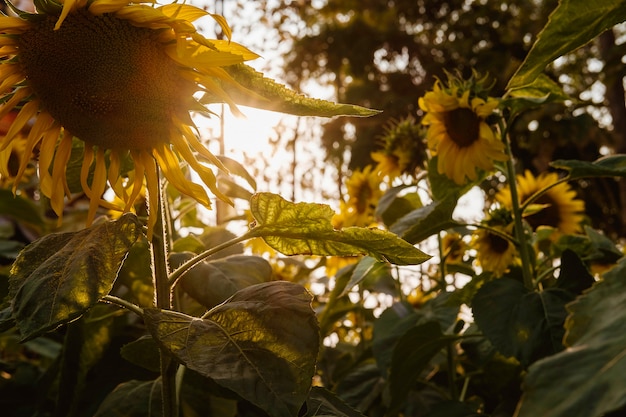 Campo de girasol naturaleza