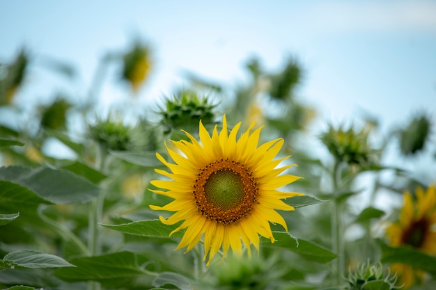 Campo de girasol paisaje