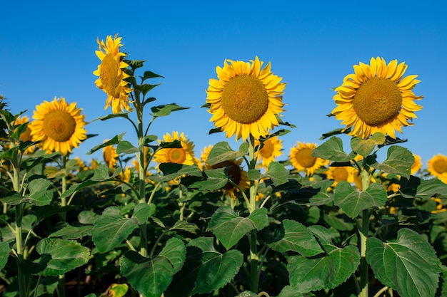 Campo de girasol paisaje