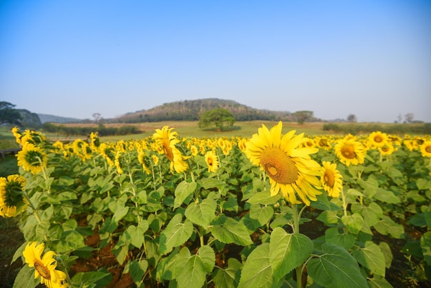 Campo de girasol con plantación de árboles de plantas de girasol en el fondo del cielo azul natural del jardín Flor de sol en el campo de la granja rural