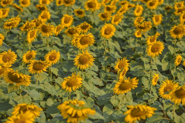 Campo de girasol con plantación de árboles de plantas de girasol en el fondo del cielo azul natural del jardín Flor de sol en el campo de la granja rural