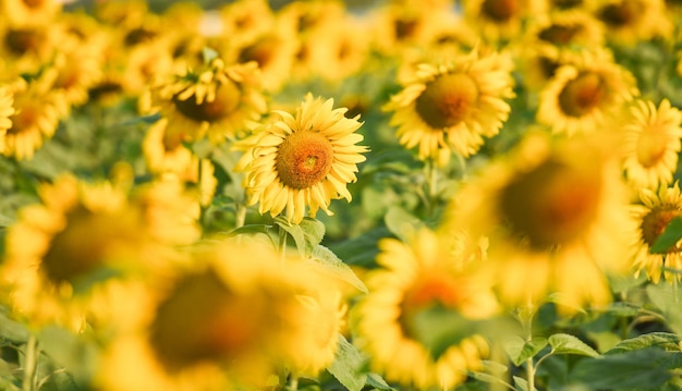 Campo de girasol con plantación de árboles de plantas de girasol en el fondo del cielo azul natural del jardín Flor de sol en el campo de la granja rural