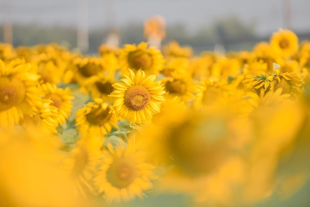 Campo de girasol con plantación de árboles de plantas de girasol en el fondo del cielo azul natural del jardín Flor de sol en el campo de la granja rural