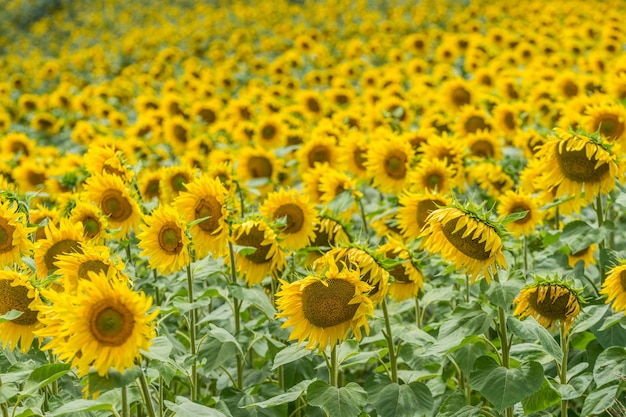 Campo de girasol primer plano agrícola cosecha paisaje