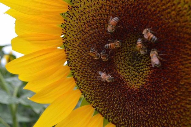 Campo de girasol a punto de cosechar semillas de girasol con montañas y cielo despejado