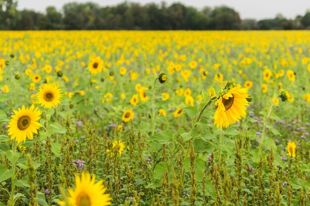 Campo de girasol sembrado a semilla para producción petrolera.