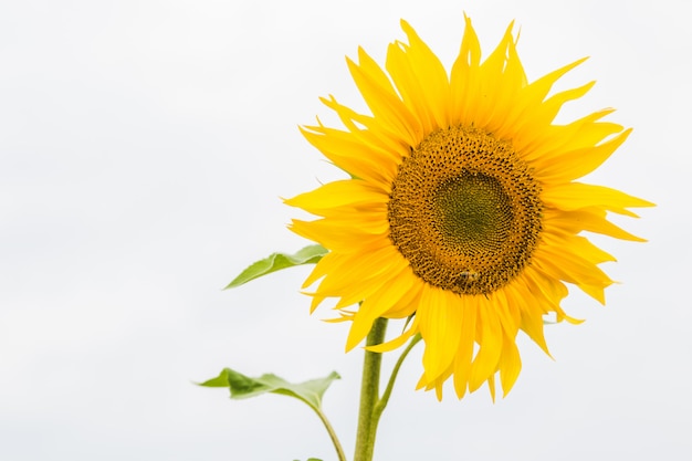 Campo de girasol sembrado a semilla para producción petrolera.