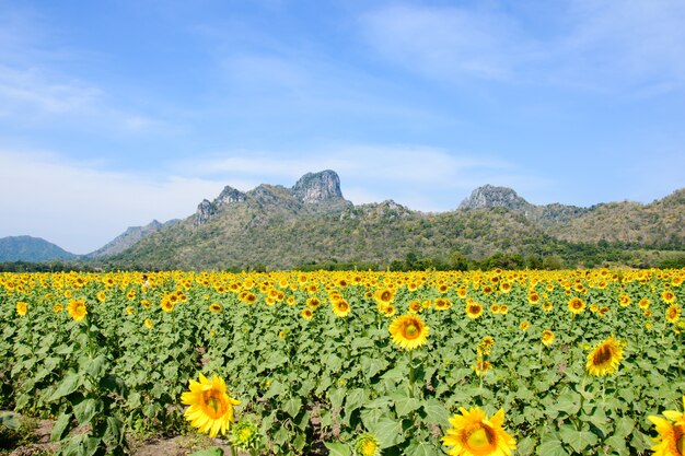 Campo de girasol sobre el cielo azul nublado y luces brillantes del sol