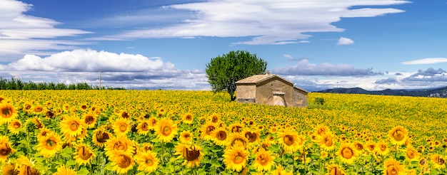 Campo de girasol sobre cielo azul nublado