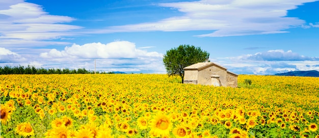 Campo de girasol sobre cielo azul nublado