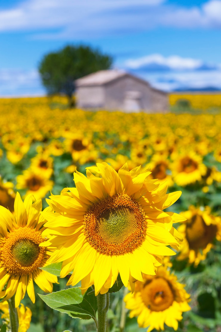 Foto campo de girasol sobre cielo azul nublado