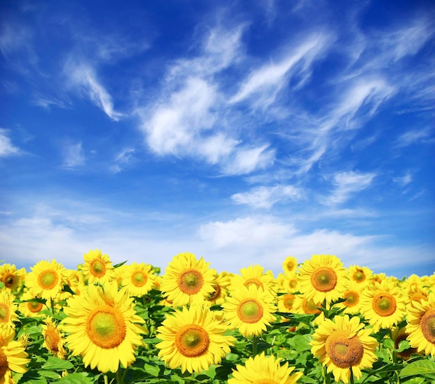 Campo de girasol sobre cielo azul nublado