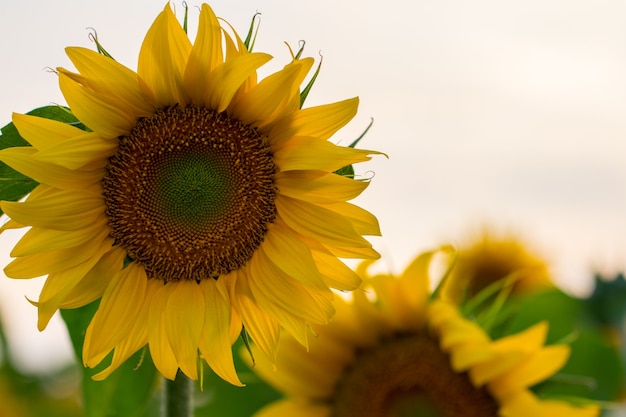 Campo de girasol de verano. Campo de girasoles con cielo azul.