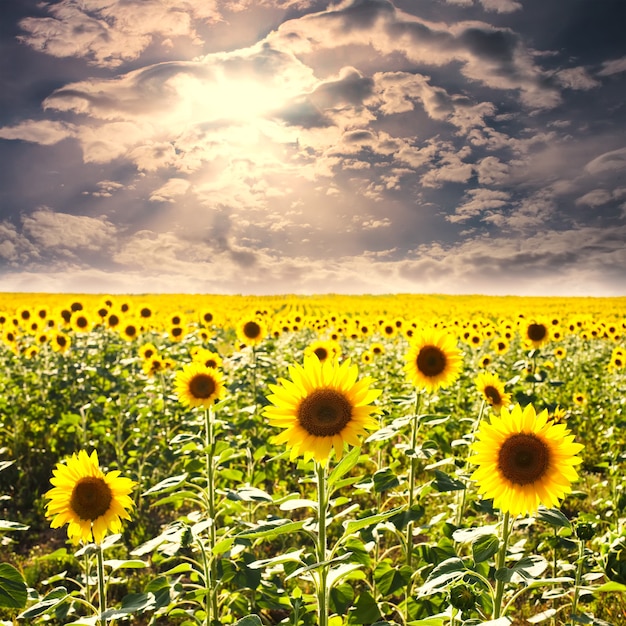 Campo de girasol en verano y cielo azul claro