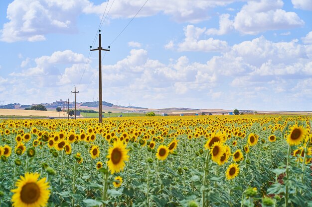 Campo de girasol en verano.