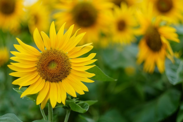 Campo de girasol en verano