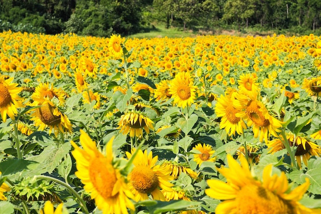 Campo de girasol