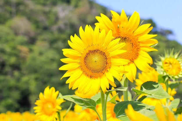 Campo de girasol