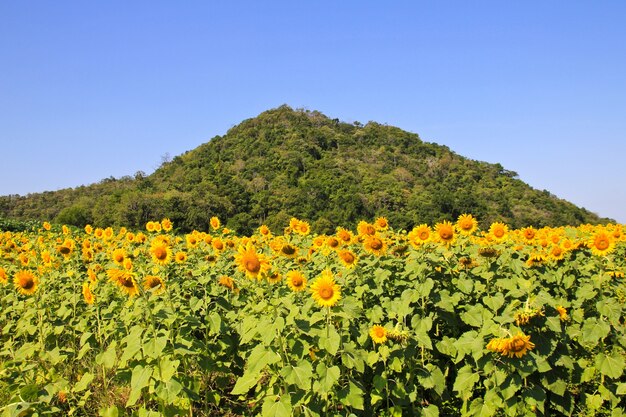 Campo de girasol