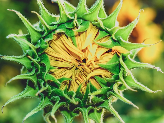 Campo de girasol