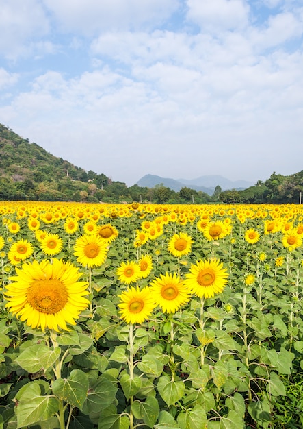 Campo de girasol