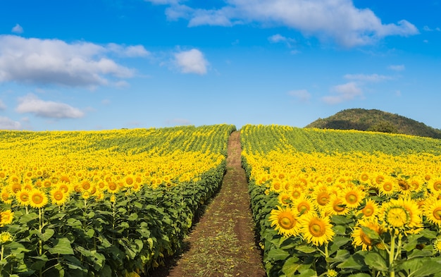 Campo de girasol