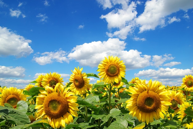 Campo de girasol