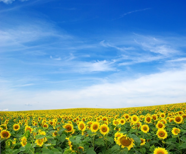 Campo de girasol