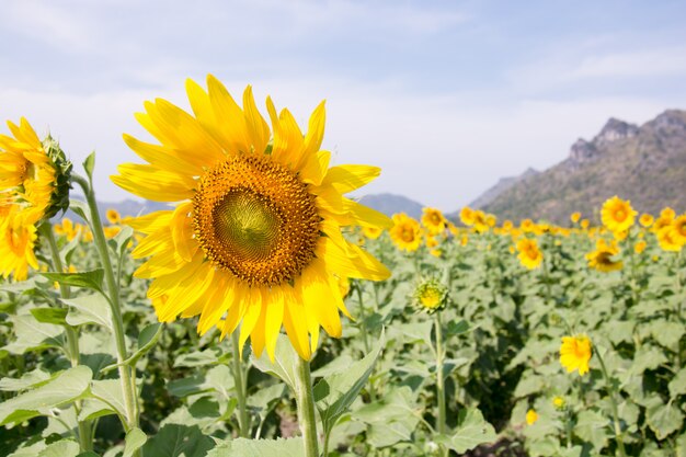 Campo de girasol