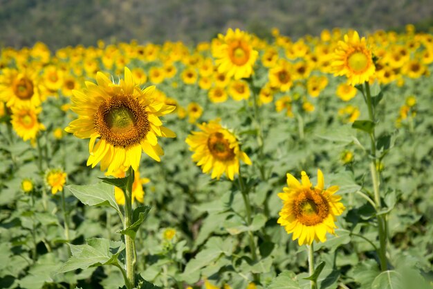 Campo de girasol