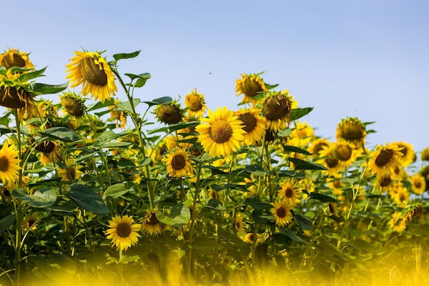 Campo de girasolcampo de girasoles florecientes en un atardecer de fondopaisaje de veranoGirasoles amarillos brillantes y solCosecha de girasoles