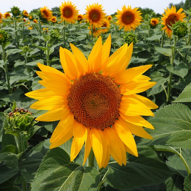 Campo de girasoles agrícolas. El girasol Helianthus es un género de plantas de Asteraceae