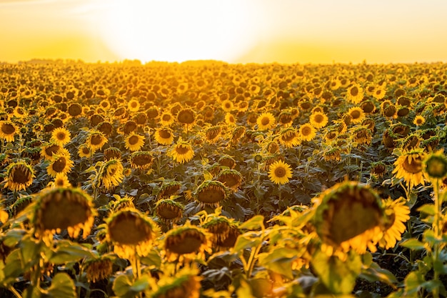 Un campo de girasoles al atardecer al final de la temporada de verano y la cosecha.