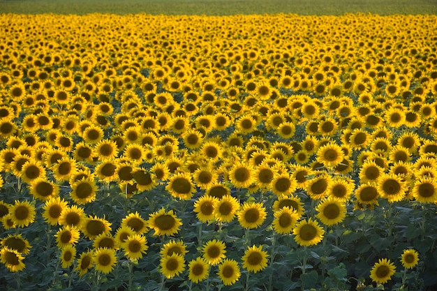 Campo de girasoles al atardecer, muchos girasoles.