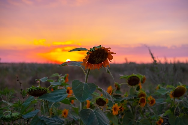 Campo con girasoles al atardecer. Paisaje de la aldea de noche.