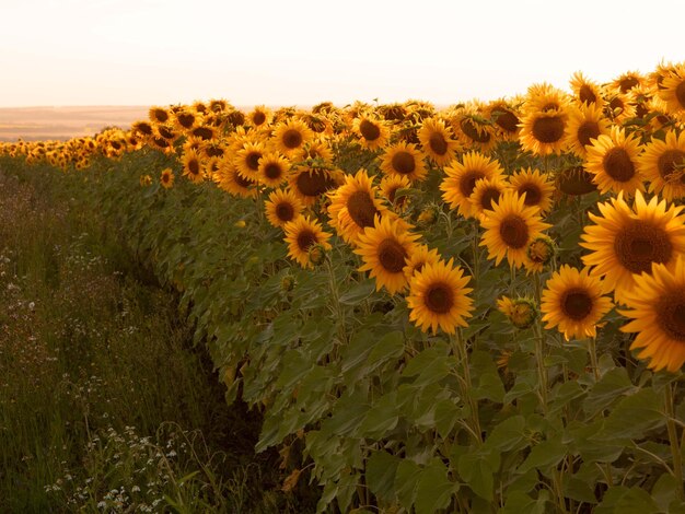 Un campo de girasoles al atardecer un paisaje de verano