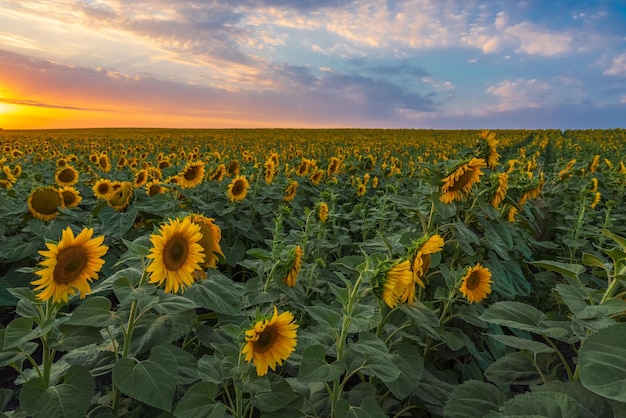 Campo de girasoles al atardecer