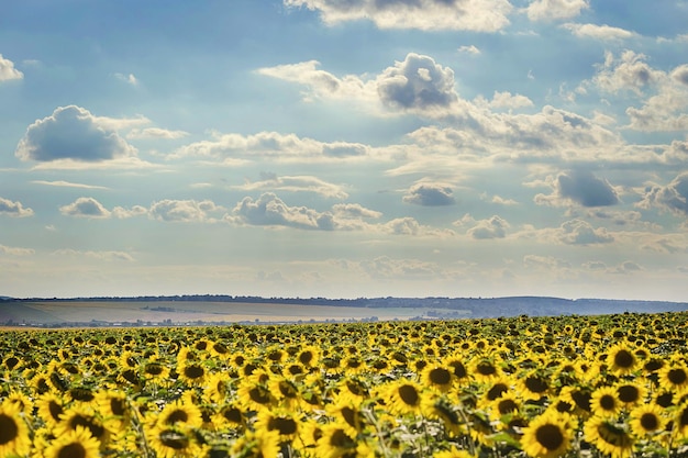 Campo de girasoles amarillos brillantes en un fondo de día de verano