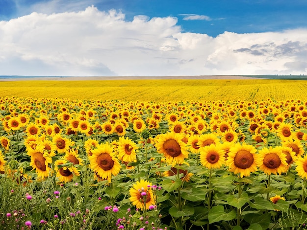 Campo con girasoles amarillos y cielo azul con nubes blancas Paisaje rural