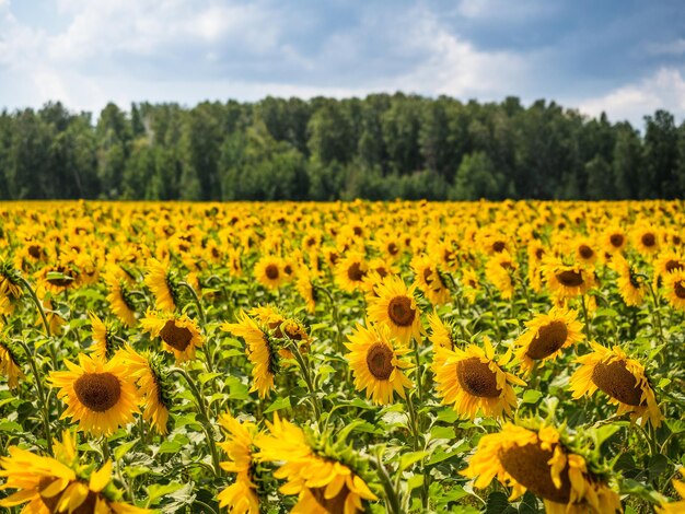 Un campo de girasoles amarillos contra el fondo de nubes y bosques