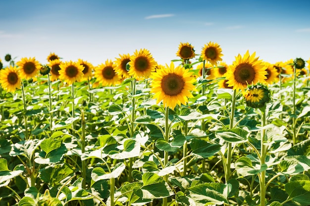 Campo de girasoles amarillos. Enfoque selectivo. Hermoso paisaje de verano