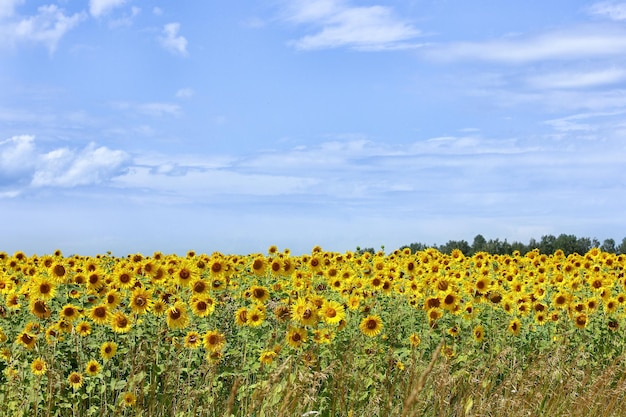 Un campo con girasoles amarillos florecientes y un hermoso cielo azul con nubes