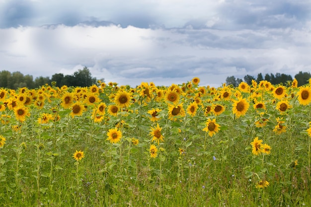 Un campo con girasoles amarillos florecientes y un hermoso cielo azul con nubes